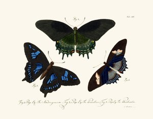 Papillons - German School