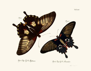 Papillons