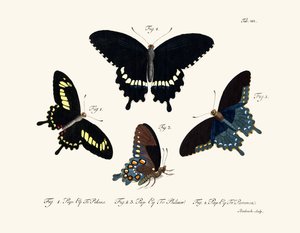 Papillons
