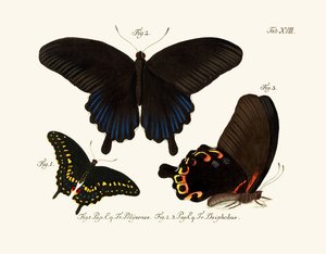 Papillons - German School