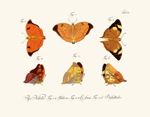 Papillons - German School