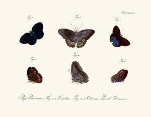 Papillons - German School
