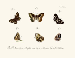 Papillons - German School