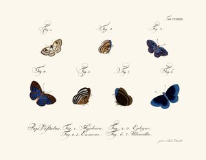 Papillons - German School