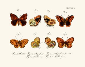 Papillons - German School