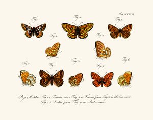 Papillons - German School