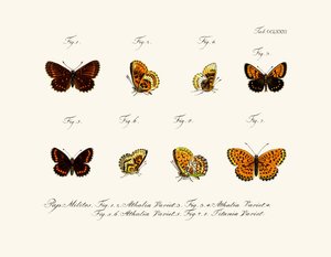Papillons - German School