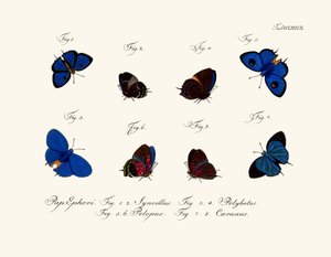Papillons - German School