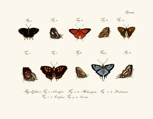 Papillons - German School