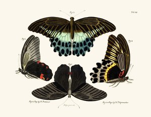 Papillons - German School