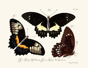 Papillons - German School