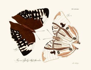 Papillons - German School