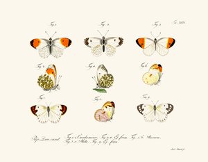 Papillons