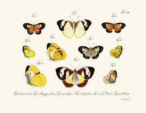 Papillons - German School