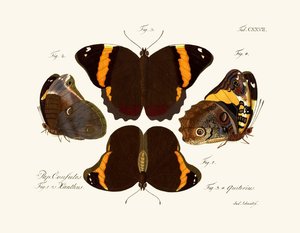 Papillons - German School