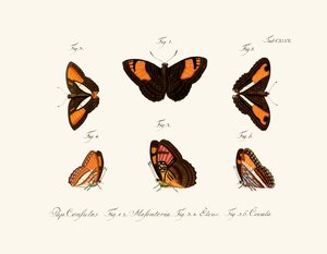 Papillons - German School