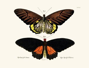 Papillons - German School