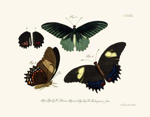 Papillons - German School