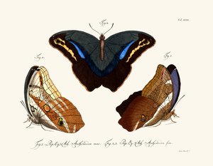 Papillons - German School