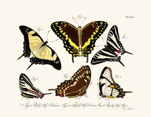 Papillons - German School