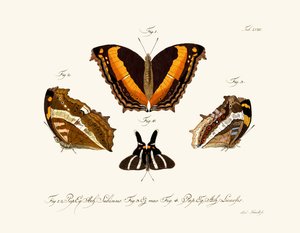 Papillons - German School