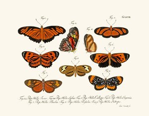 Papillons - German School