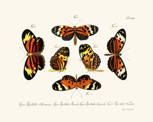Papillons - German School