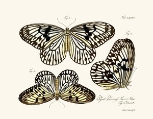 Papillons