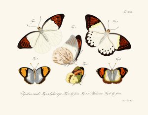 Papillons