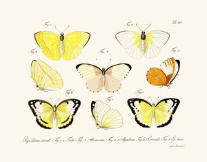 Papillons - German School