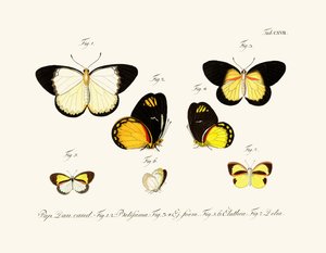 Papillons - German School