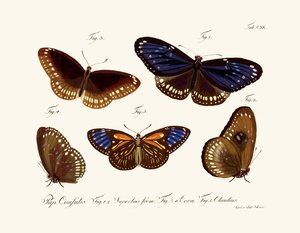 Papillons