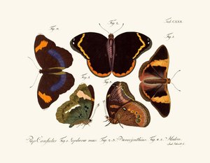 Papillons - German School