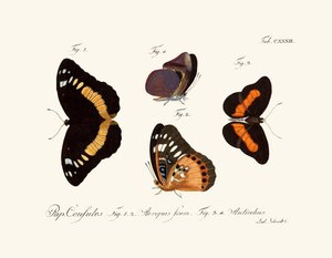 Papillons - German School