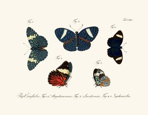 Papillons - German School