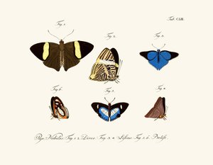 Papillons - German School