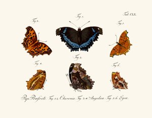 Papillons - German School