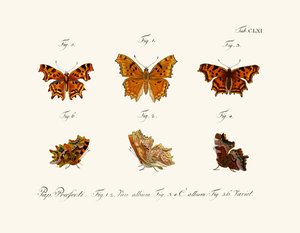 Papillons - German School
