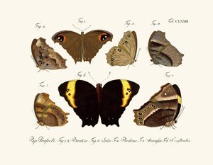 Papillons - German School