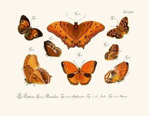 Papillons