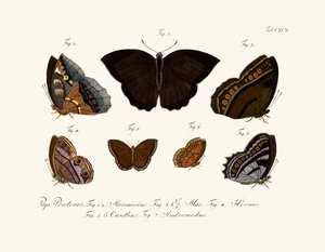 Papillons - German School