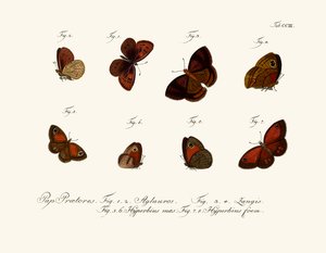 Papillons - German School