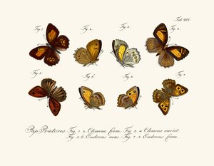 Papillons - German School