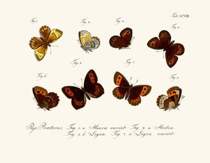 Papillons - German School