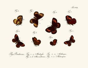 Papillons - German School
