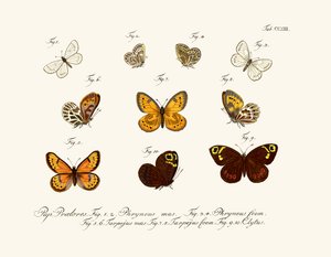 Papillons - German School