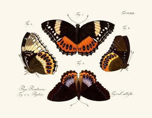 Papillons - German School