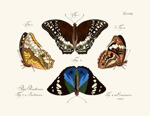 Papillons - German School
