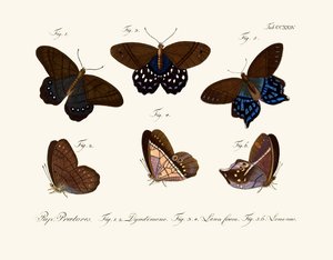 Papillons - German School
