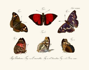 Papillons - German School